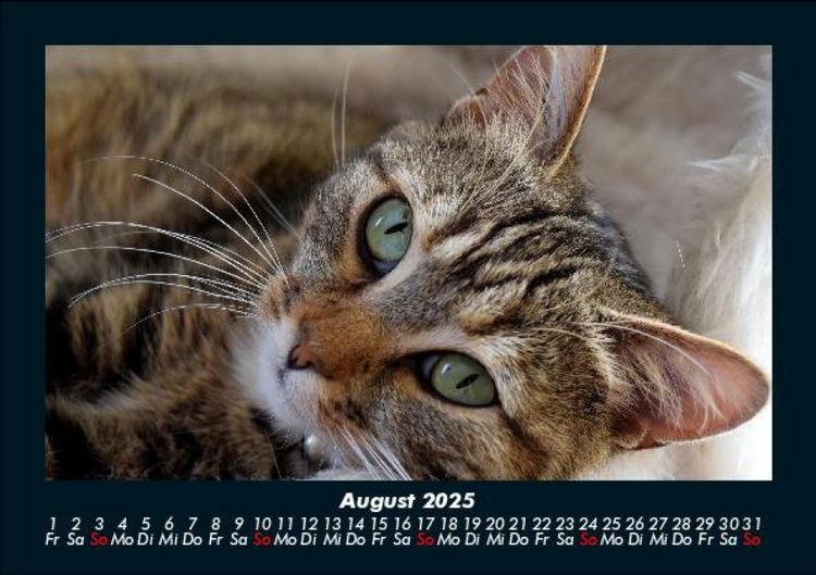 Produktbild: F&uuml;r Katzenfreunde 2025 Fotokalender DIN A5