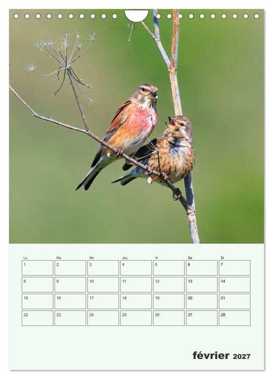 Produktbild: Voyage ornithologique (Calendrier mural 2027 DIN A4 horizontal), CALVENDO calendrier mensuel