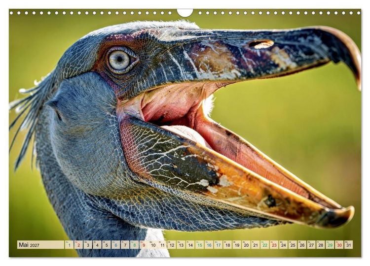 Produktbild: Schuhschnabel Vogel (Wandkalender 2027 DIN A3 quer), CALVENDO Monatskalender