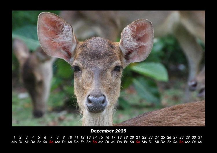 Produktbild: Welt der Tiere 2025 Fotokalender DIN A3
