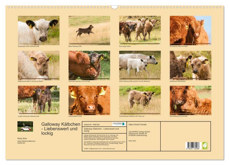 Produktbild: Galloway K&auml;lbchen - Liebenswert und lockig (Wandkalender 2026 DIN A2 quer), CALVENDO Monatskalender