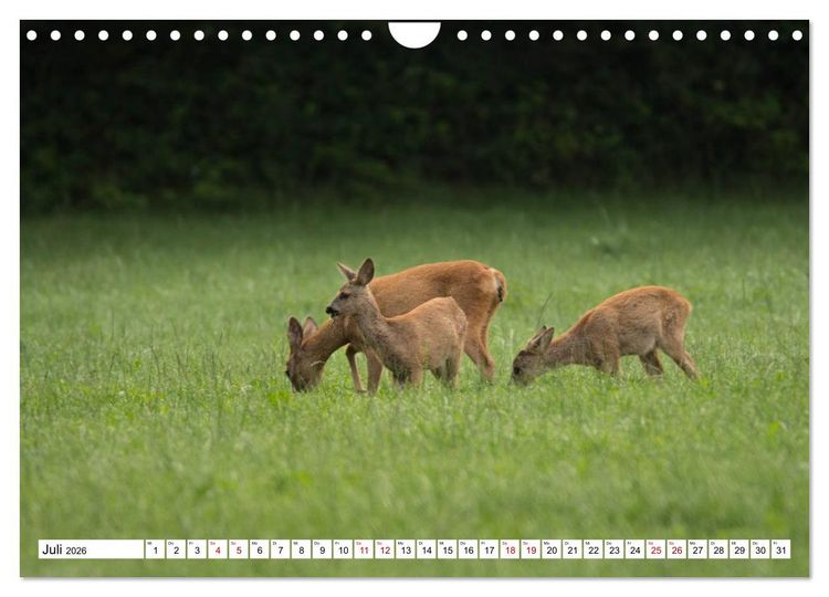Produktbild: Anmut mit sanften Augen - Rehwild in der freien Natur (Wandkalender 2026 DIN A4 quer), CALVENDO Monatskalender