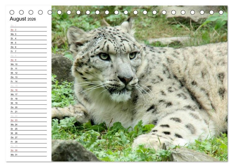 Produktbild: Der Schneeleopard (Tischkalender 2026 DIN A5 quer), CALVENDO Monatskalender