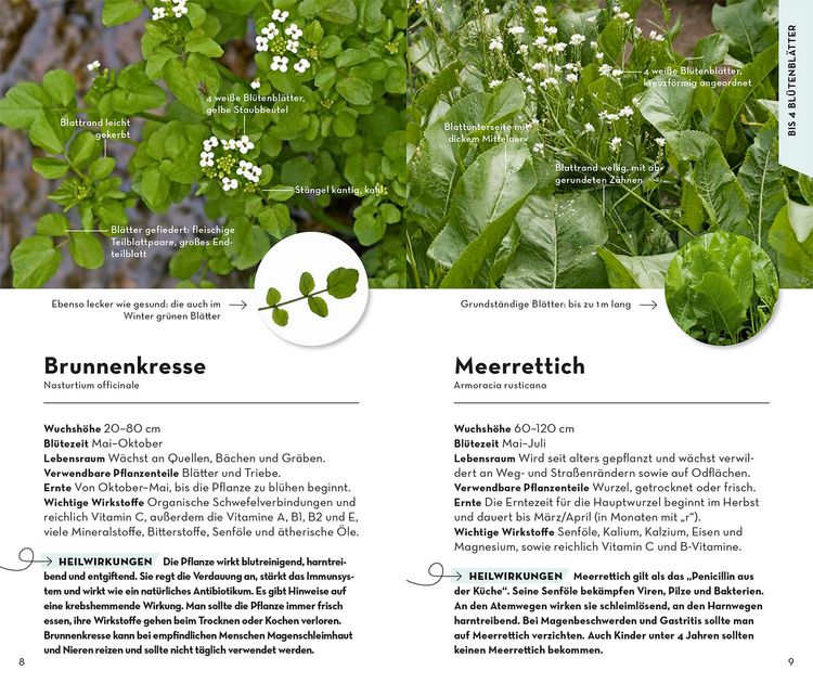 Produktbild: Basic Heilpflanzen