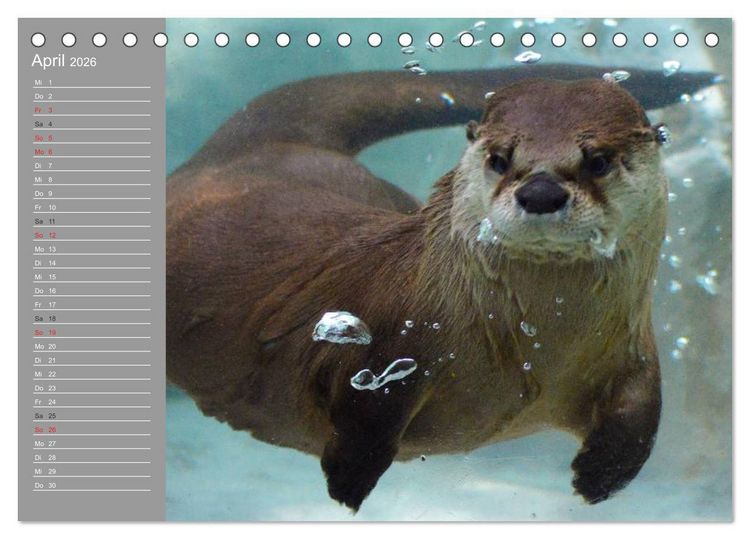 Produktbild: Otter. Frech, laut und clever (Tischkalender 2026 DIN A5 quer), CALVENDO Monatskalender