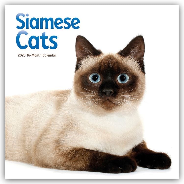 Produktbild: Siamese Cats – Siamesische Katzen – Siamkatzen 2026 – Wand-Kalender