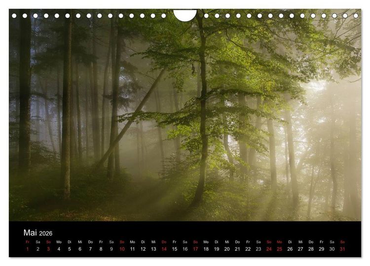 Produktbild: Mysterium Wald (Wandkalender 2026 DIN A4 quer), CALVENDO Monatskalender