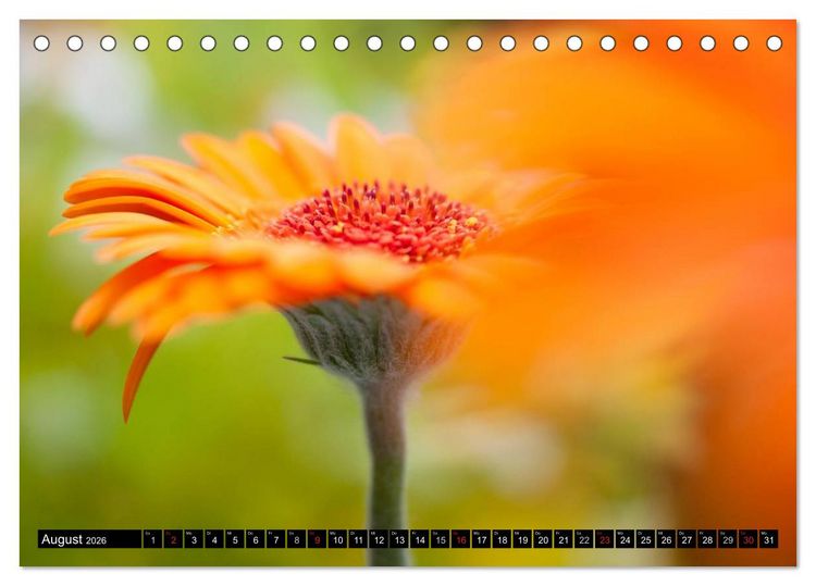 Produktbild: BLUMEN Zauber der Farben und Formen (Tischkalender 2026 DIN A5 quer), CALVENDO Monatskalender