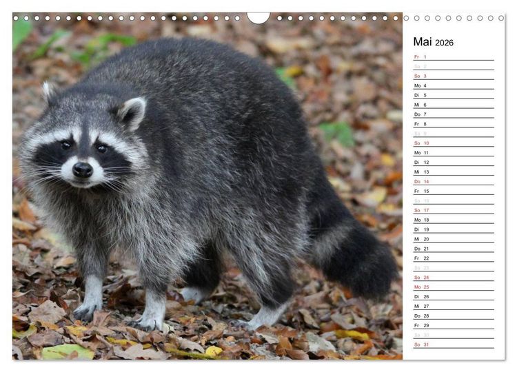 Produktbild: Der kleine R&auml;uber mit Maske - Waschb&auml;ren (Wandkalender 2026 DIN A3 quer), CALVENDO Monatskalender