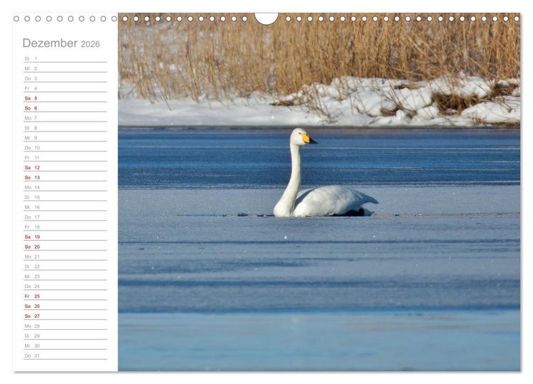 Produktbild: Wiedehopf und Co - von Ren&eacute; Schaack (Wandkalender 2026 DIN A3 quer), CALVENDO Monatskalender