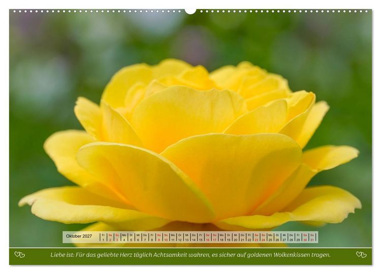 Produktbild: Rosen, Liebe ist (Wandkalender 2027 DIN A2 quer), CALVENDO Monatskalender