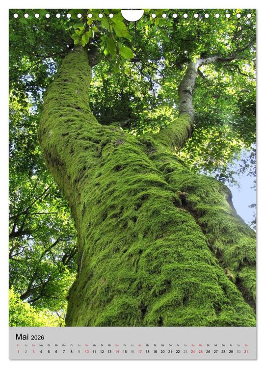 Produktbild: Faszination Baum (Wandkalender 2026 DIN A4 hoch), CALVENDO Monatskalender