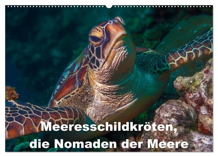 Produktbild: Meeresschildkr&ouml;ten, die Nomaden der Meere (Wandkalender 2026 DIN A2 quer), CALVENDO Monatskalender