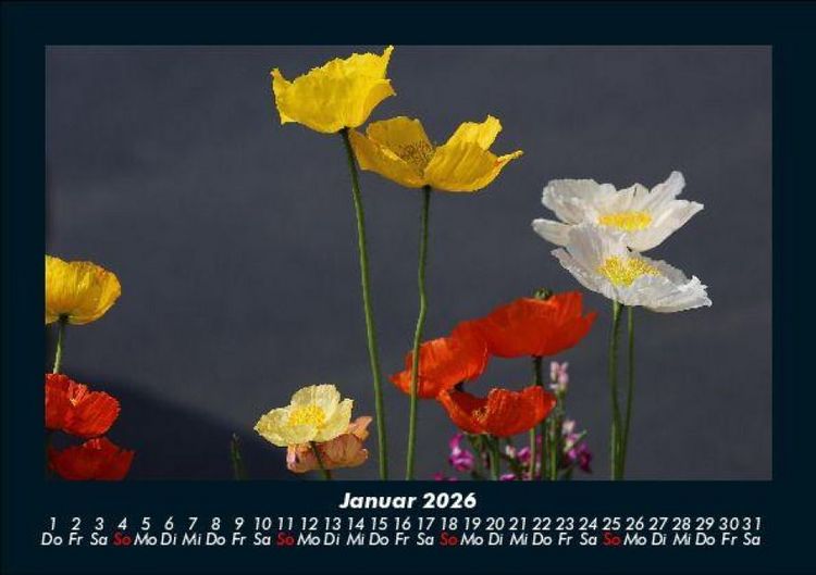 Produktbild: Blumentr&auml;ume 2026 Fotokalender DIN A5