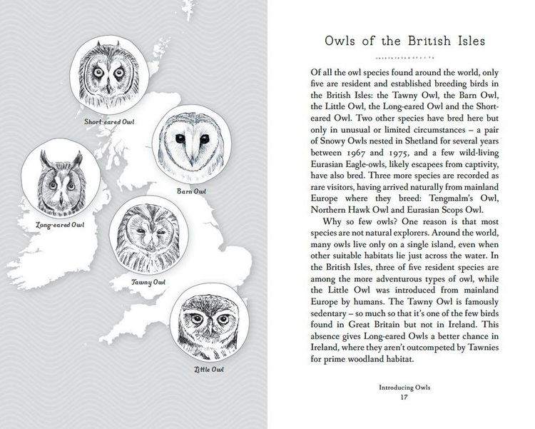Produktbild: RSPB Pocket Book of Owls
