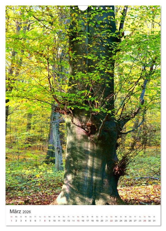 Produktbild: Faszination der Farben im Naturpark Lappwald (Wandkalender 2026 DIN A3 hoch), CALVENDO Monatskalender