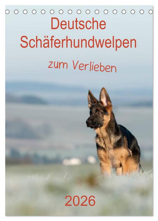 Produktbild: Deutsche Sch&auml;ferhundwelpen zum Verlieben (Tischkalender 2026 DIN A5 hoch), CALVENDO Monatskalender