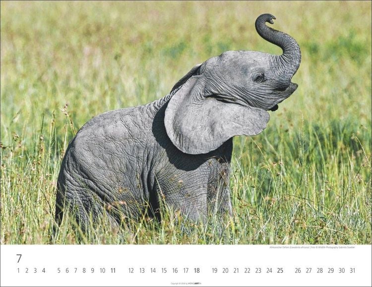 Produktbild: Elefantenbabys Kalender 2027