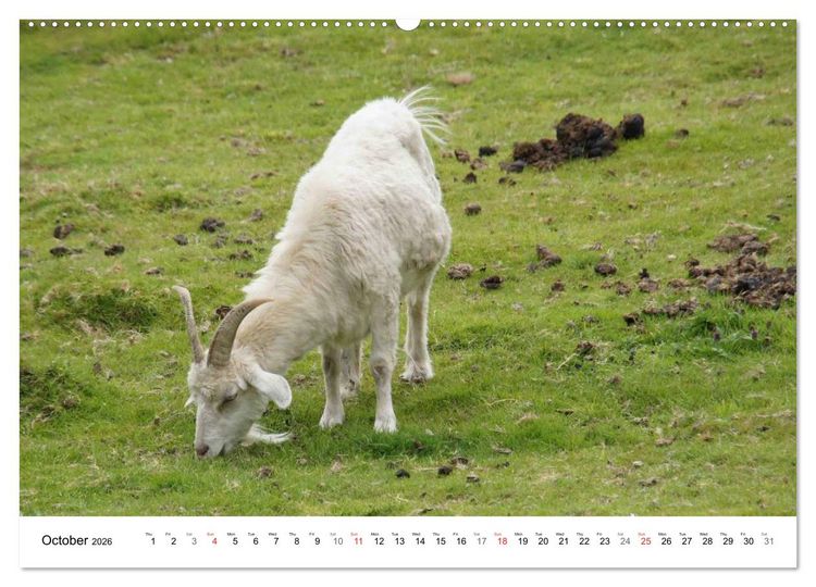 Produktbild: Charming - Mystic Devon Dartmoor, South England (High Quality Premium Wall Calendar 2026 DIN A2 landscape),CALVENDO 12 Month Wall Calendar