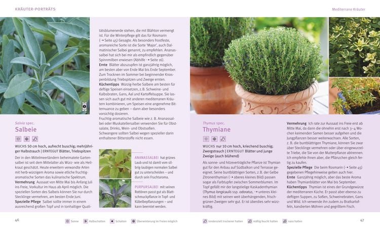 Produktbild: K&uuml;chenkr&auml;uter in T&ouml;pfen