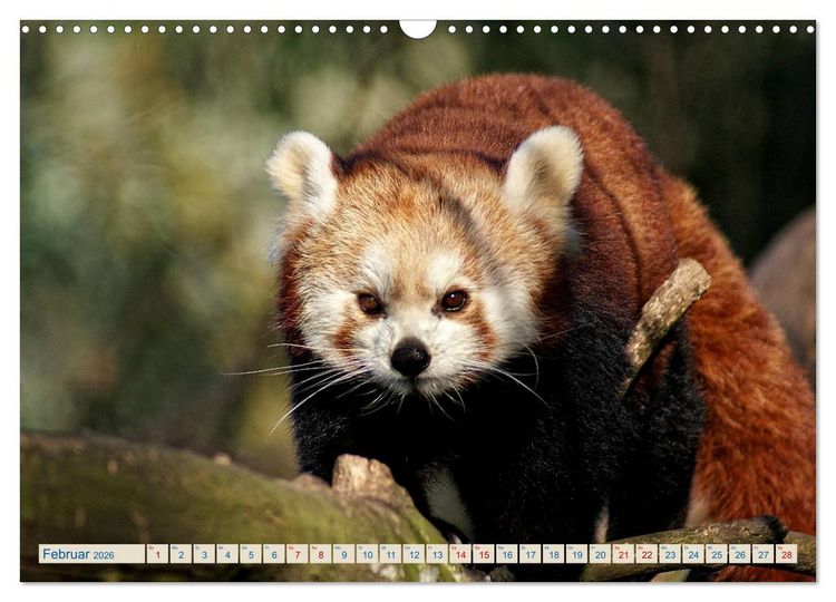 Produktbild: Kleiner Panda auf Entdeckungstour (Wandkalender 2026 DIN A3 quer), CALVENDO Monatskalender