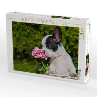 Produktbild: CALVENDO Puzzle Franz&ouml;sische Bulldogge | 1000 Teile Lege-Gr&ouml;&szlig;e 64x48cm Foto-Puzzle f&uuml;r gl&uuml;ckliche Stunden