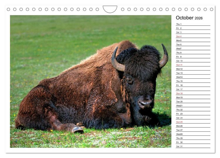 Produktbild: Bisons of North America (Wall Calendar 2026 DIN A4 landscape), CALVENDO 12 Month Wall Calendar