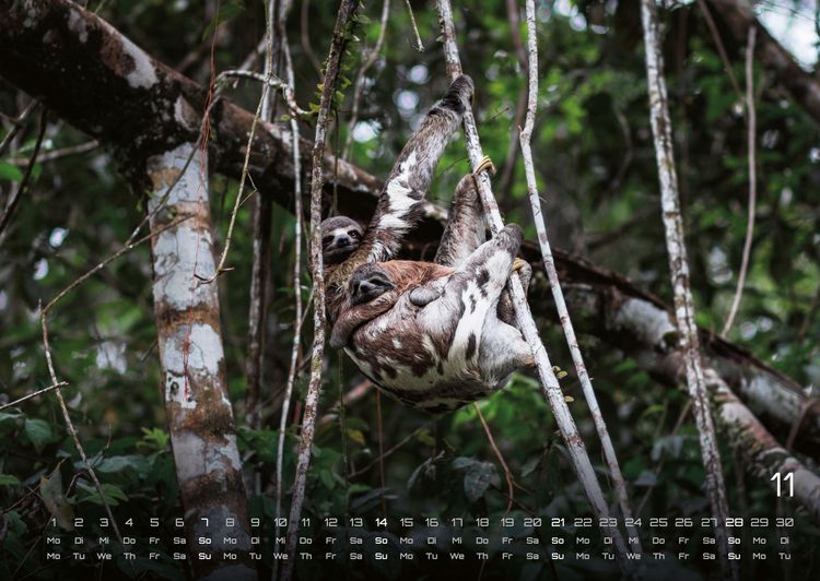 Produktbild: Faultiere &ndash; Chill mal! - 2027 - Kalender DIN A2