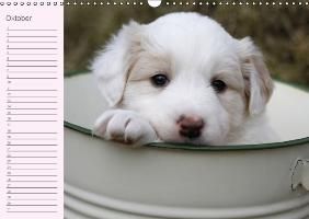 Produktbild: Border Collie-Welpen Geburtstagskalender (Wandkalender immerw&auml;hrend DIN A3 quer)