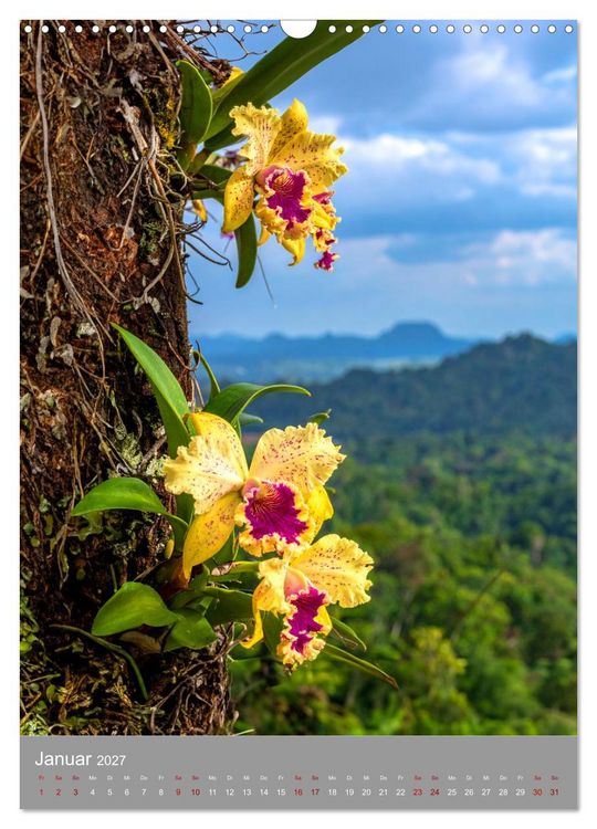 Produktbild: K&ouml;nigin Cattleya (Wandkalender 2027 DIN A3 hoch), CALVENDO Monatskalender