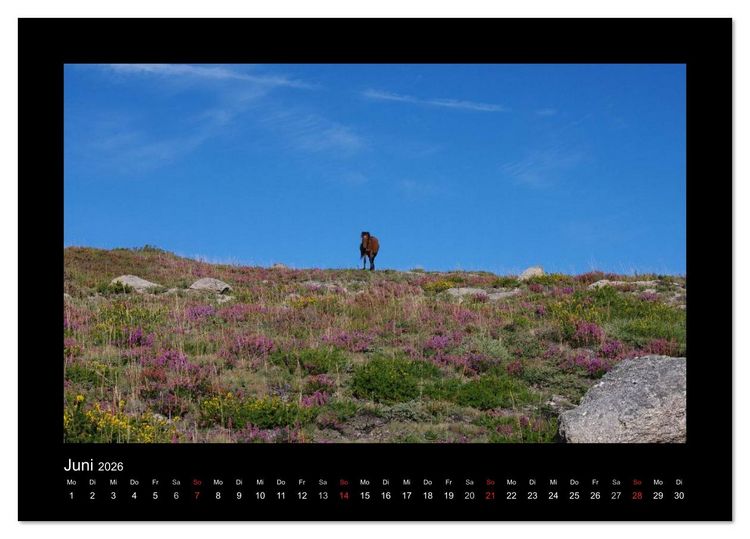 Produktbild: Garranos - Bedrohte Wildpferde Europas (Tischkalender 2026 DIN A5 quer), CALVENDO Monatskalender