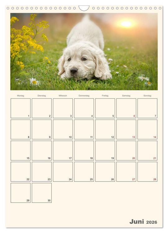 Produktbild: Zauberhafte Golden Retriever (Wandkalender 2026 DIN A3 hoch), CALVENDO Monatskalender