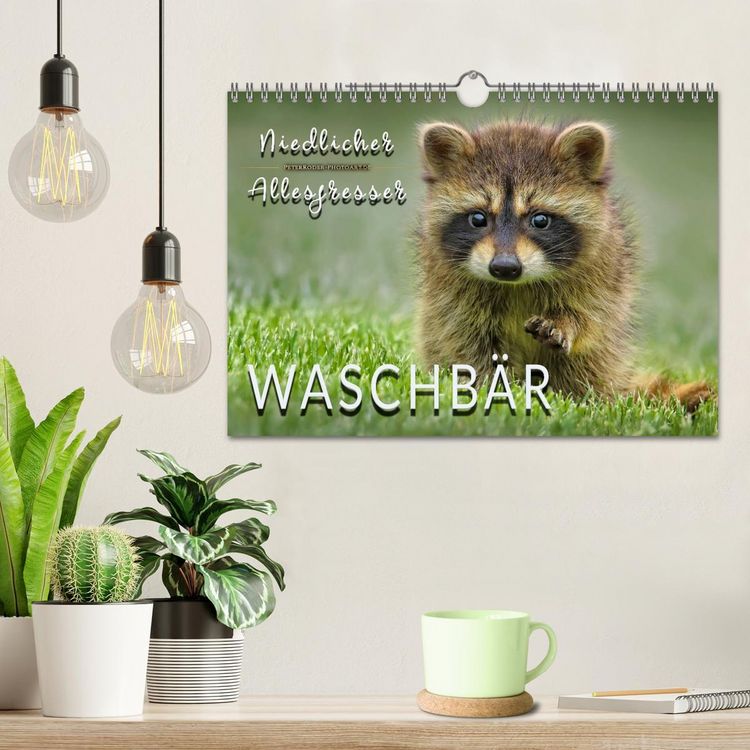 Produktbild: Waschb&auml;r - Niedlicher Allesfresser (Wandkalender 2026 DIN A4 quer), CALVENDO Monatskalender