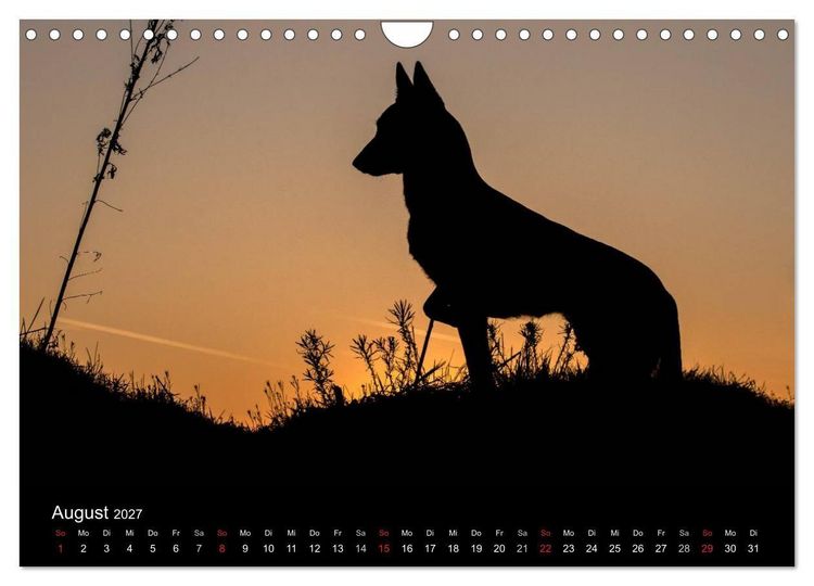 Produktbild: Belgische Sch&auml;ferhunde - Der Malinois im Licht (Wandkalender 2027 DIN A4 quer), CALVENDO Monatskalender