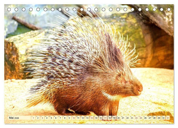Produktbild: Nagetiere. Hamster, Kaninchen und Co. (Tischkalender 2026 DIN A5 quer), CALVENDO Monatskalender