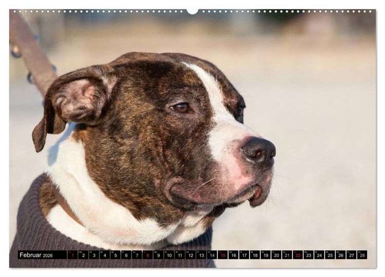 Produktbild: Pit Bull und Co. - Geliebt, gef&uuml;rchtet, missverstanden (hochwertiger Premium Wandkalender 2026 DIN A2 quer), Kunstdruck in Hochglanz