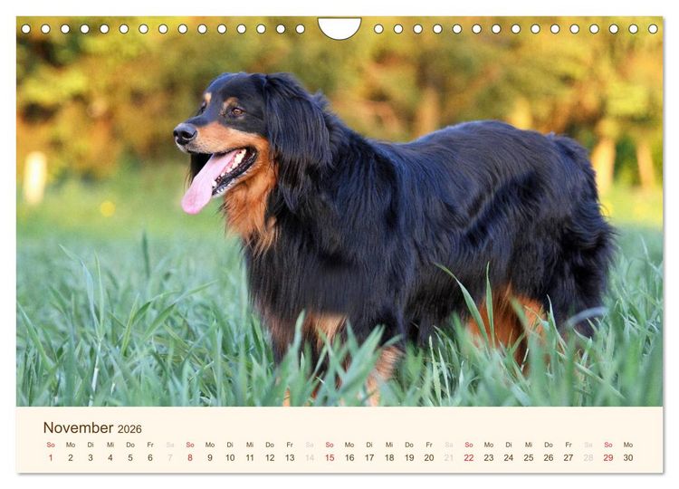 Produktbild: Hovawarte - einmal anders (Wandkalender 2026 DIN A4 quer), CALVENDO Monatskalender