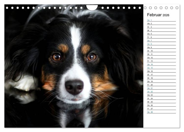 Produktbild: Australian Shepherd Tri Color (Wandkalender 2026 DIN A4 quer), CALVENDO Monatskalender