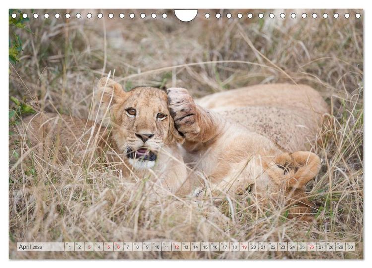 Produktbild: Emotionale Momente: Liebenswerte L&ouml;wenbabys / CH-Version (Wandkalender 2026 DIN A4 quer), CALVENDO Monatskalender
