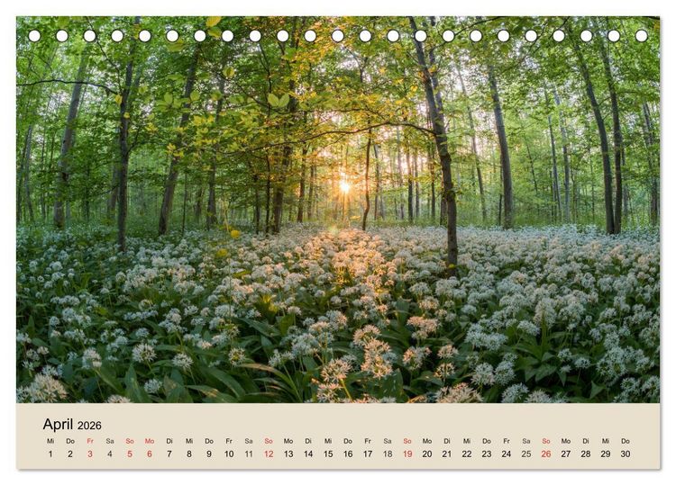 Produktbild: Der Wald. Durch zauberhafte Waldlandschaften (Tischkalender 2026 DIN A5 quer), CALVENDO Monatskalender
