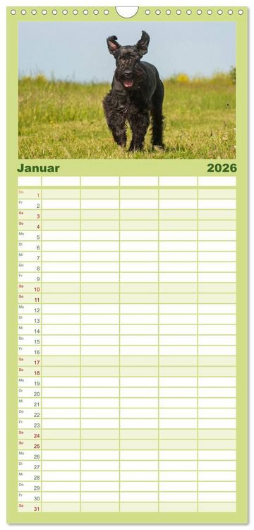 Produktbild: Familienplaner 2026 - Treuer Freund Riesenschnauzer mit 5 Spalten (Wandkalender, 21 x 45 cm) CALVENDO