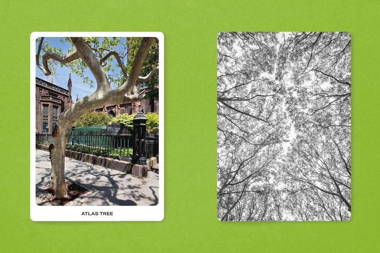 Produktbild: New York City Street Tree Tarot