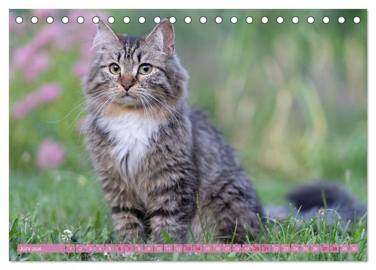 Produktbild: Maui und Molokai - Sibirische Katzenschwestern (Tischkalender 2026 DIN A5 quer), CALVENDO Monatskalender