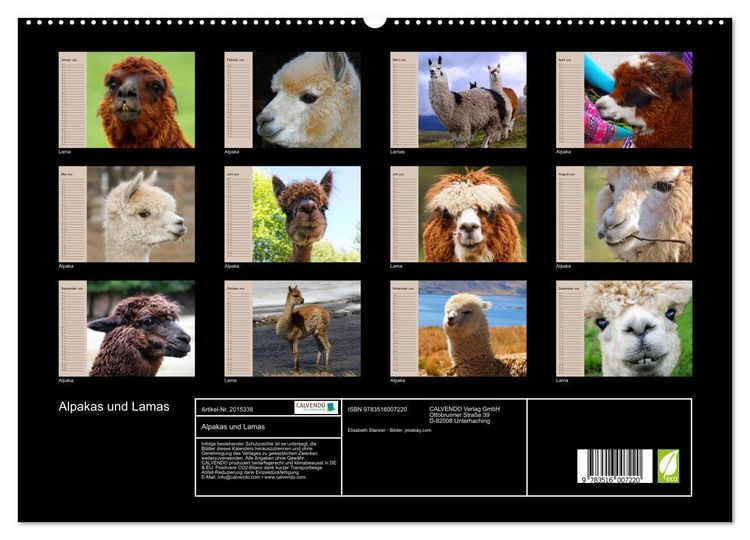 Produktbild: Alpakas und Lamas (hochwertiger Premium Wandkalender 2026 DIN A2 quer), Kunstdruck in Hochglanz
