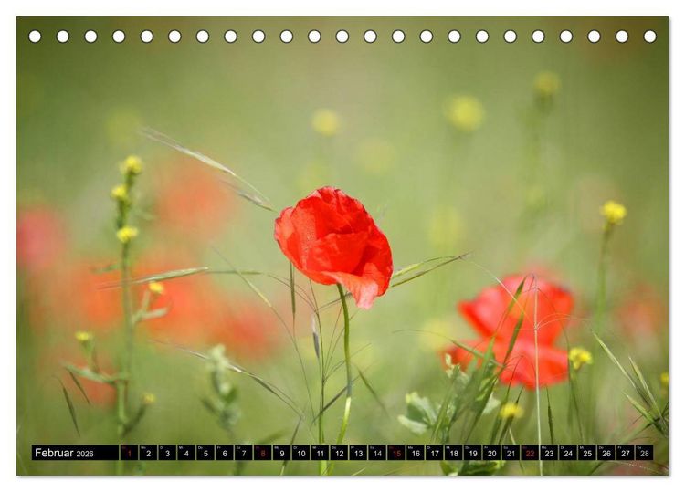 Produktbild: Mohnblumen (Tischkalender 2026 DIN A5 quer), CALVENDO Monatskalender