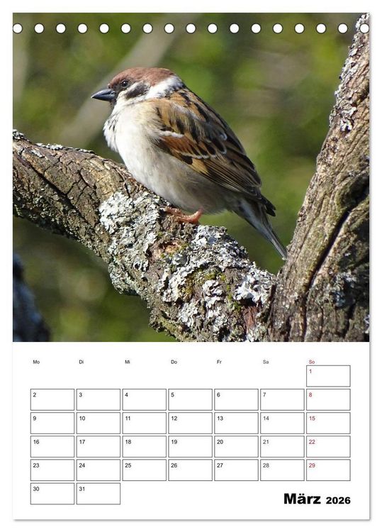 Produktbild: Amsel, Drossel, Fink und Star - beobachtet (Tischkalender 2026 DIN A5 hoch), CALVENDO Monatskalender