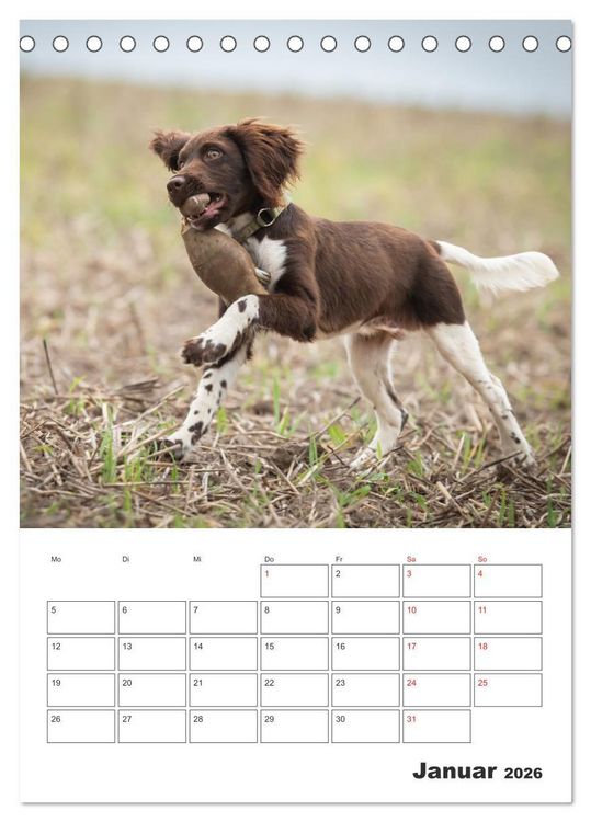 Produktbild: Geboren um zu Jagen. Der kleine M&uuml;nsterl&auml;nder (Tischkalender 2026 DIN A5 hoch), CALVENDO Monatskalender