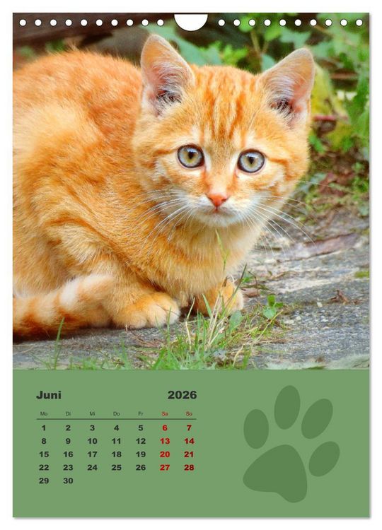 Produktbild: Wilde T&auml;tzchen, kleine wilde Katzen entdecken die Welt (Wandkalender 2026 DIN A4 hoch), CALVENDO Monatskalender