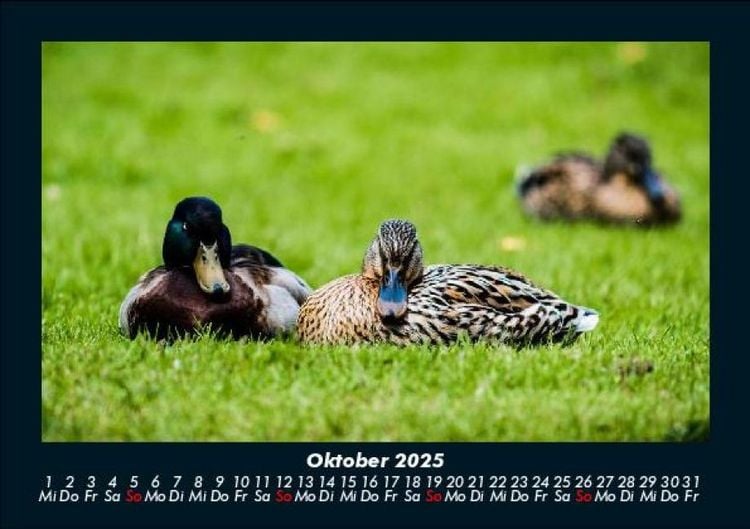 Produktbild: Enten 2025 Fotokalender DIN A5