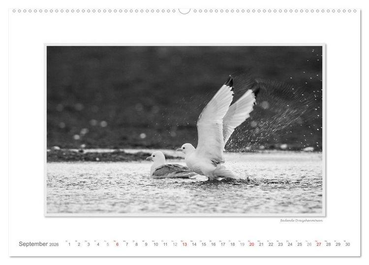 Produktbild: Spitzbergen Svalbard (Wandkalender 2026 DIN A2 quer), CALVENDO Monatskalender